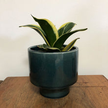 Load image into Gallery viewer, Kaya Shorty Ceramic Planter by Justina Blakeney®
